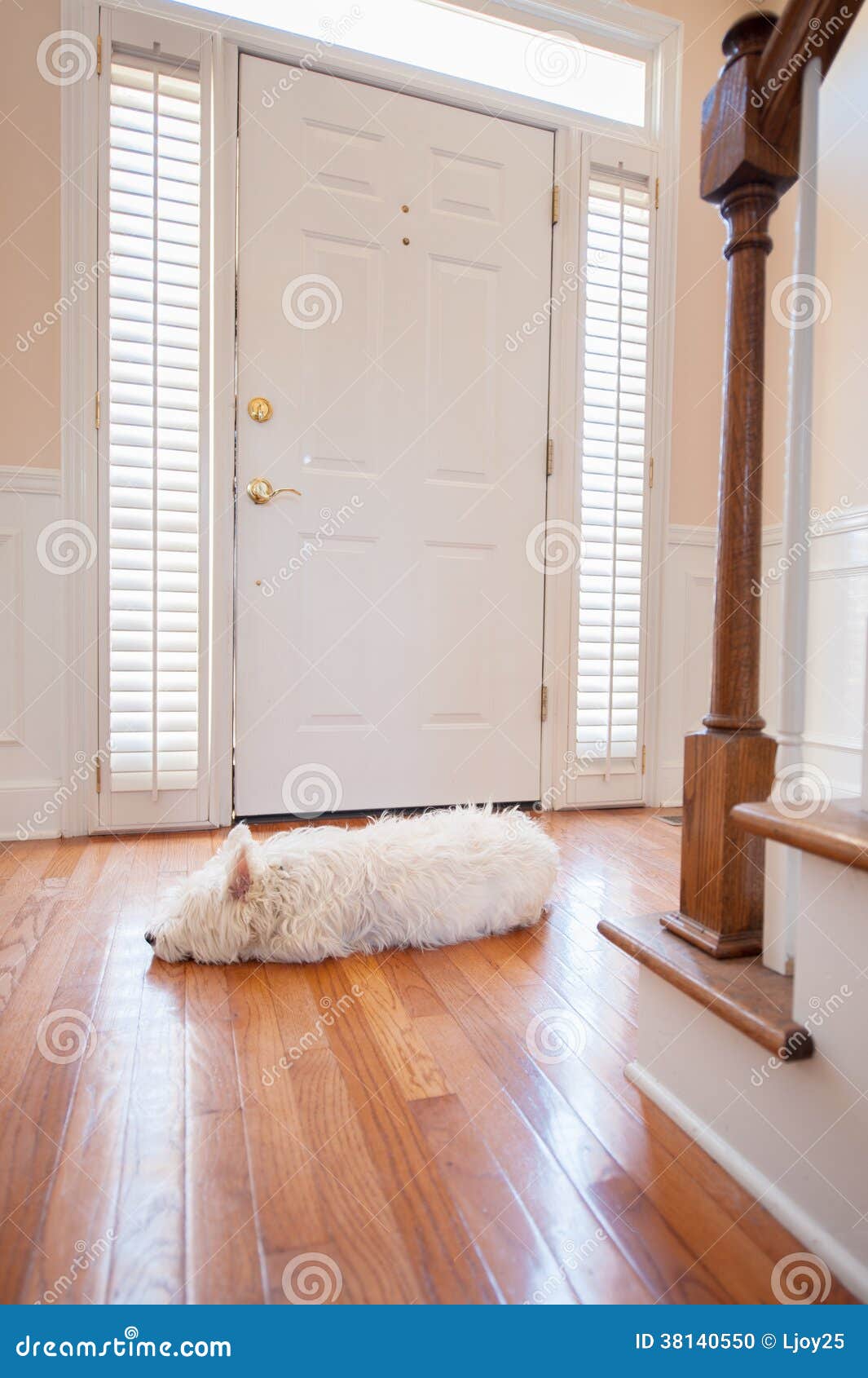 Dog waiting at the door stock photo. Image of building - 38140550