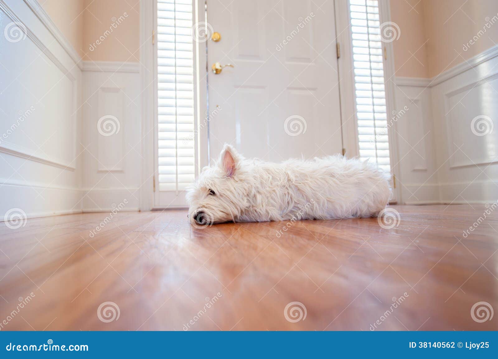Dog waiting at the door stock photo. Image of greeting - 38140562