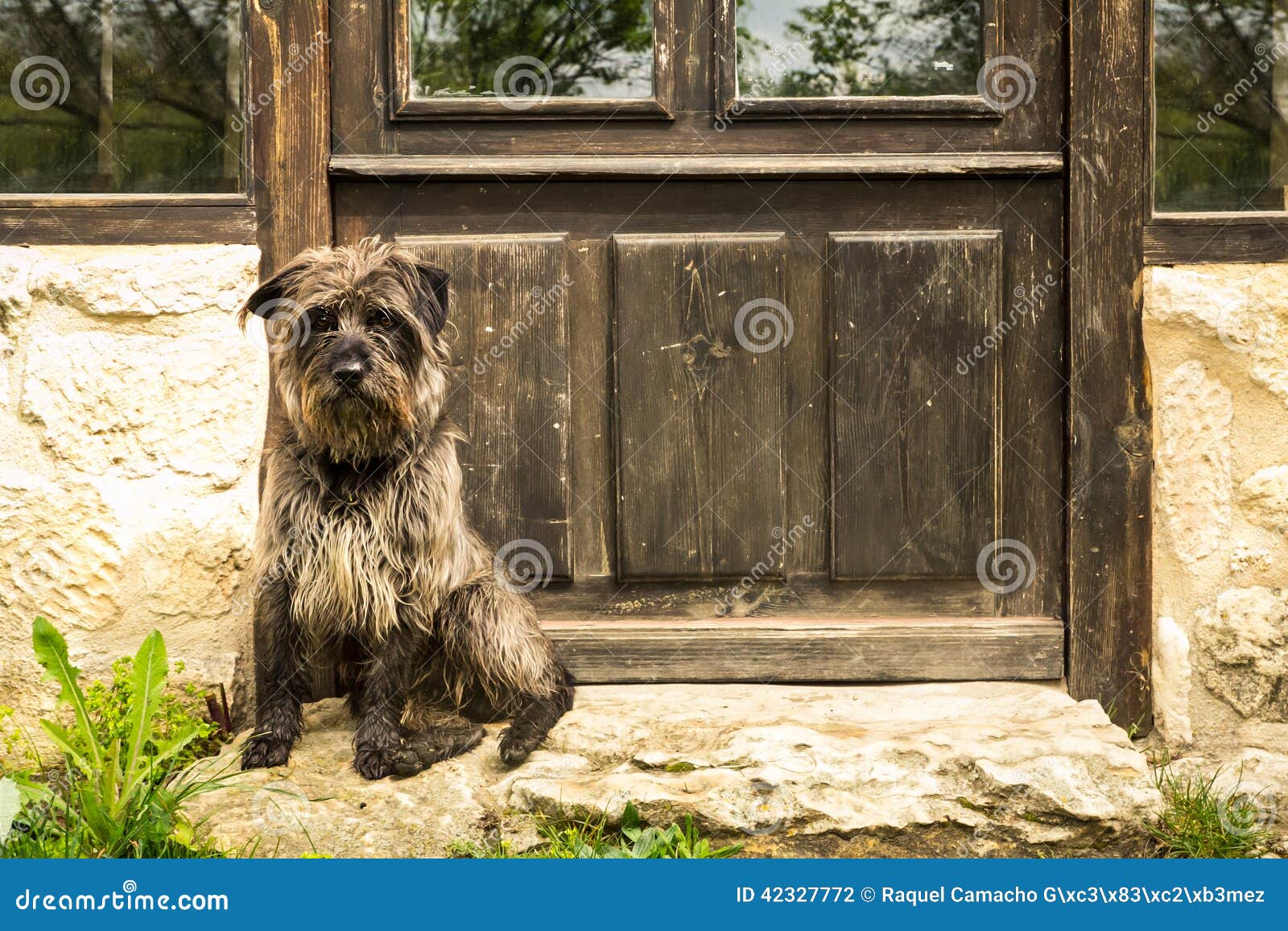 Dog Waiting in the Door stock photo. Image of waiting - 42327772