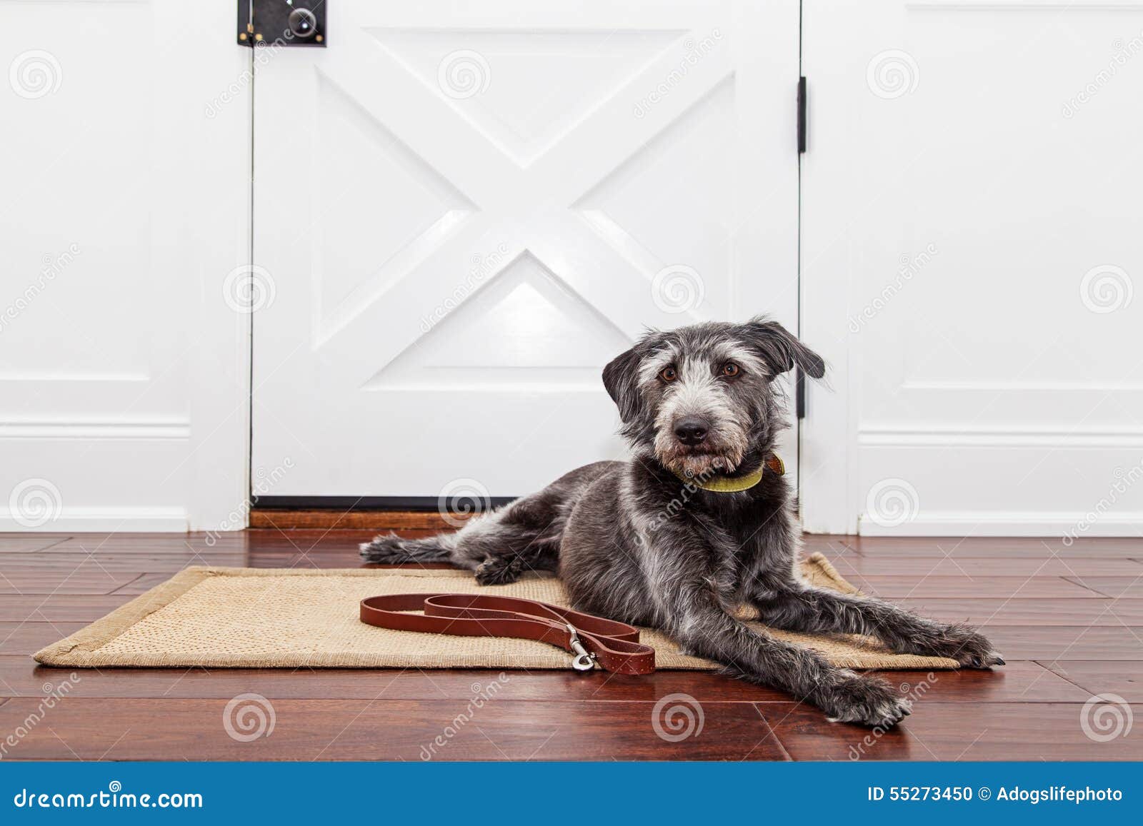Dog Waiting by Door for Walk Stock Photo - Image of entry, doorway