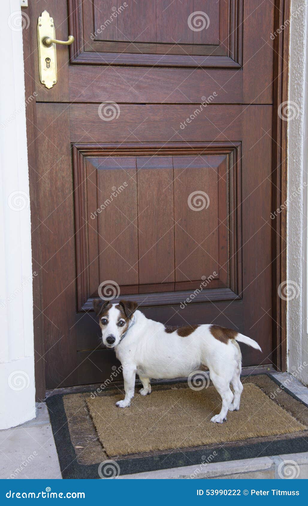 Dog Waiting at the Front Door Stock Photo - Image of looking, waiting