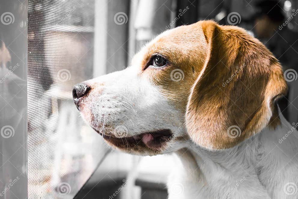 Dog waits his owner stock image. Image of waits, isolated 50969681