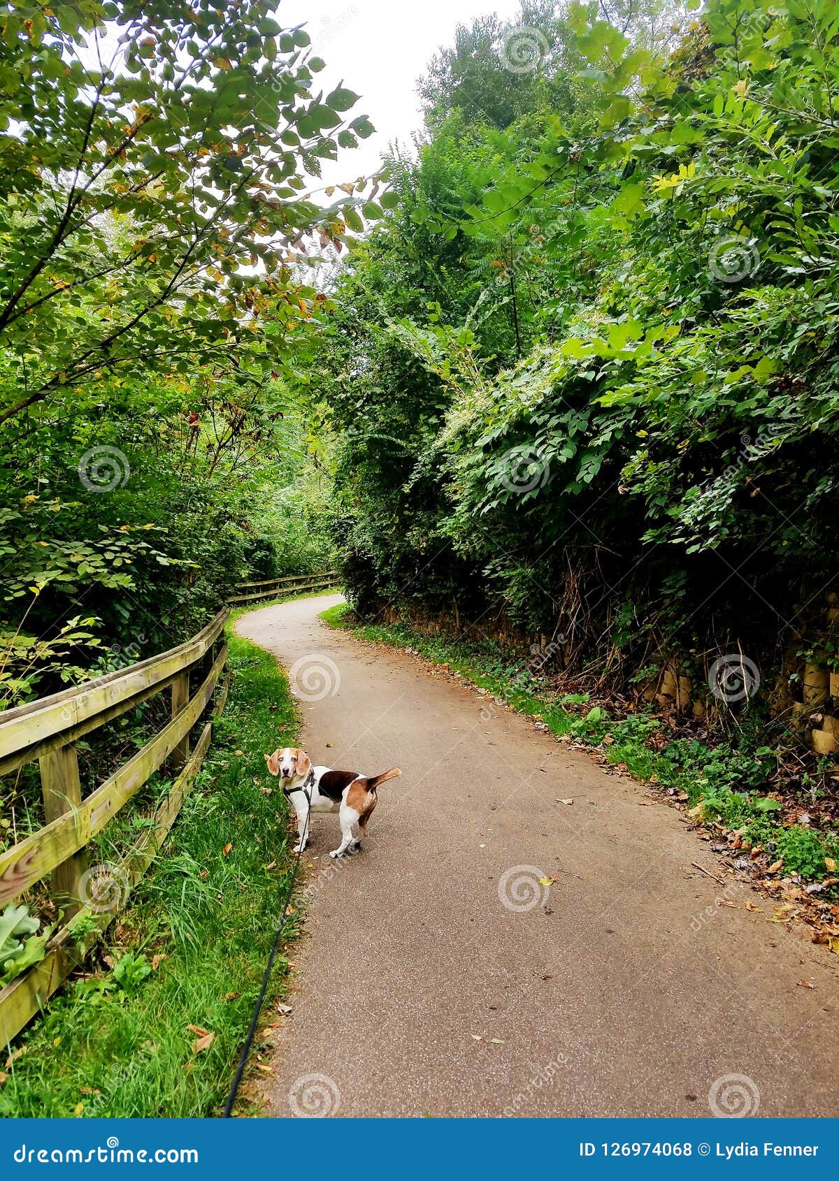 Dog walk stock photo. Image of woods, path, walk, beagle 126974068