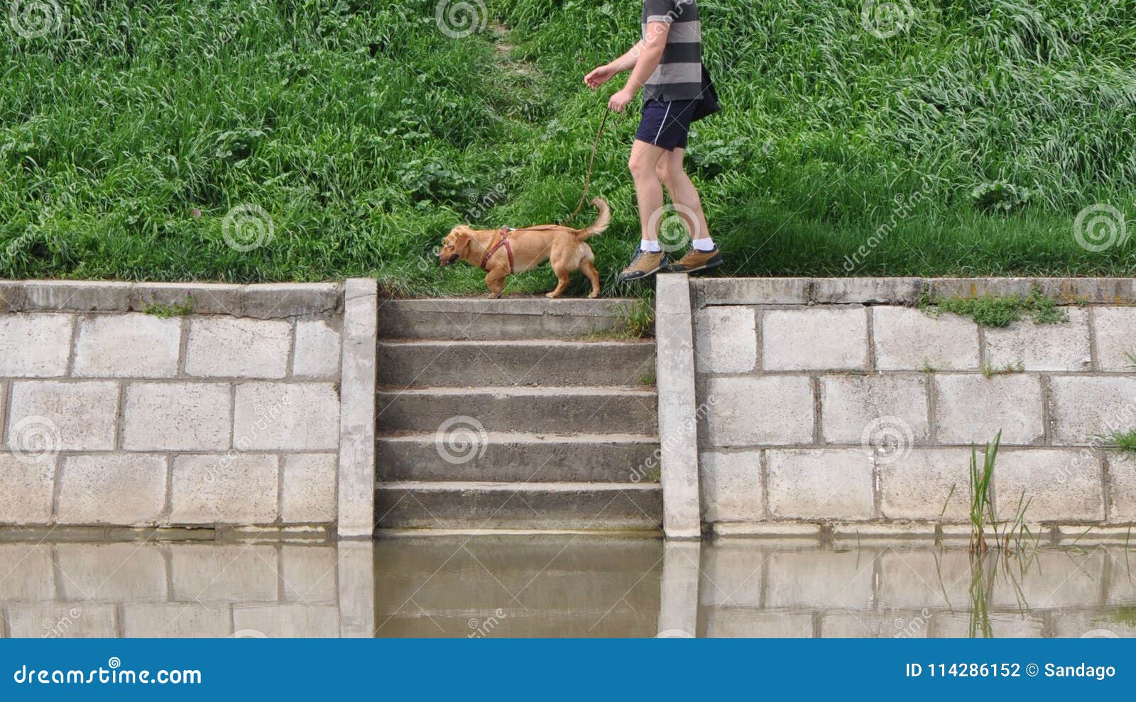 Dog walk near a river stock photo. Image of road, obedient 114286152