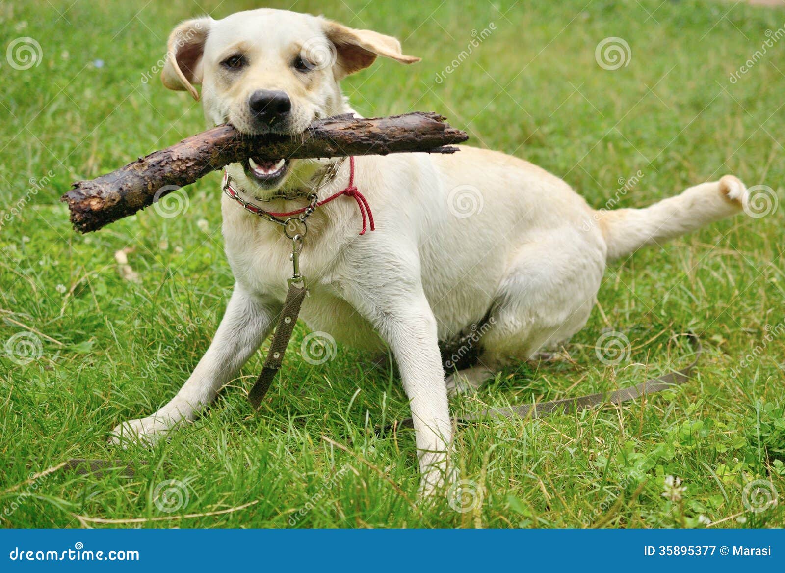 Dog for a walk with stick stock image. Image of carrying 35895377