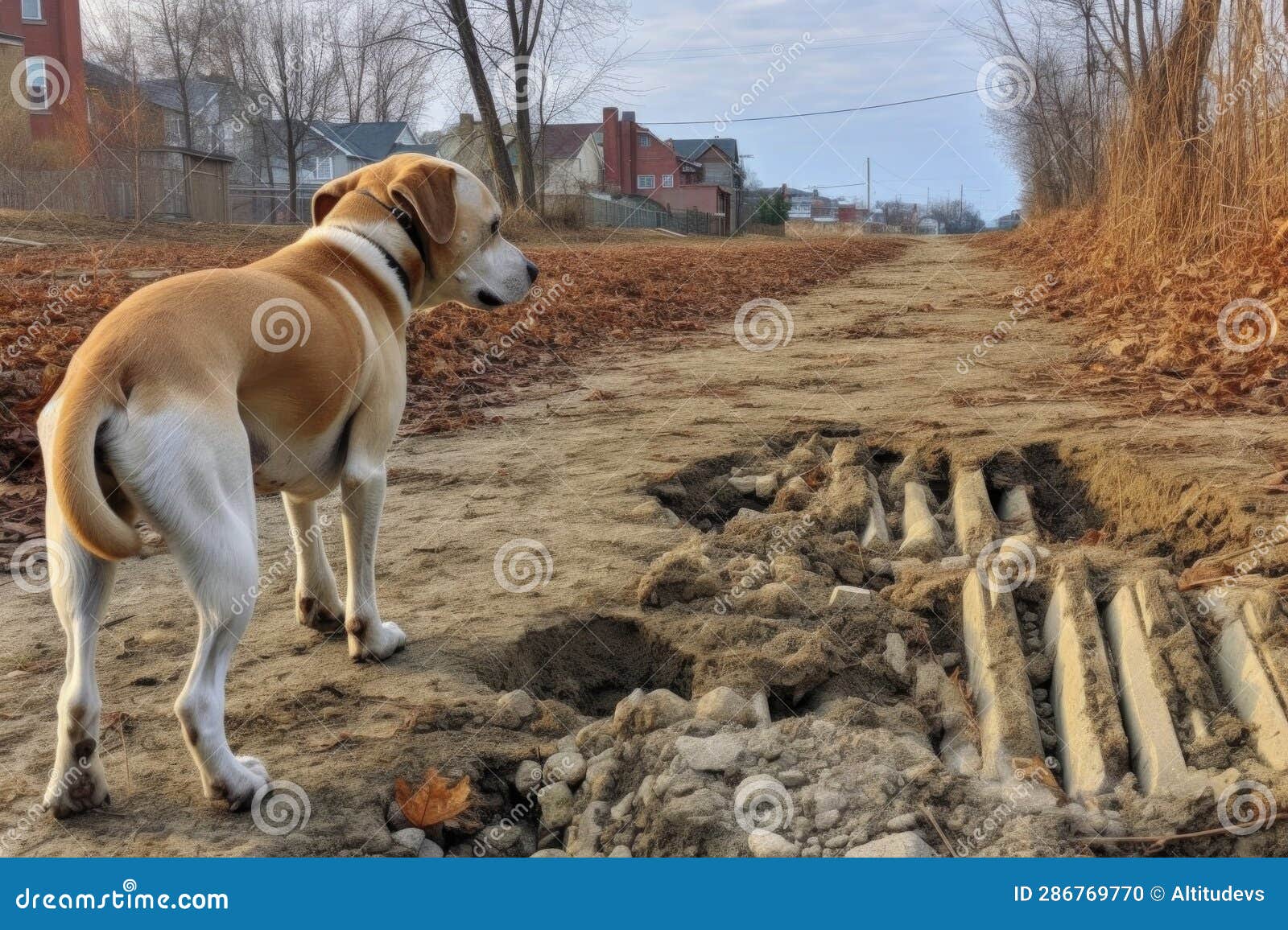 Dog Walking Away from Freshly Buried Bone Stock Photo Image of away