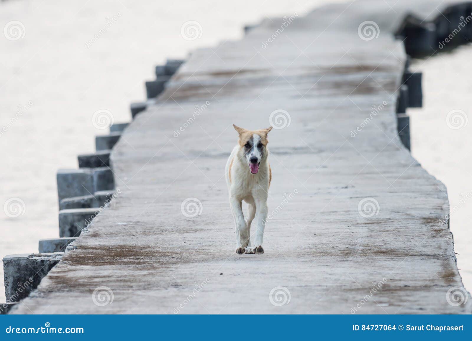 Dog Walking on Concrete Bridge Stock Photo Image of walk, concrete