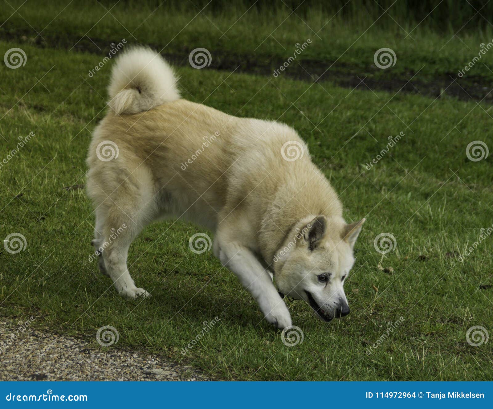 Dog smelling grass stock photo. Image of sniffing, plants 114972964