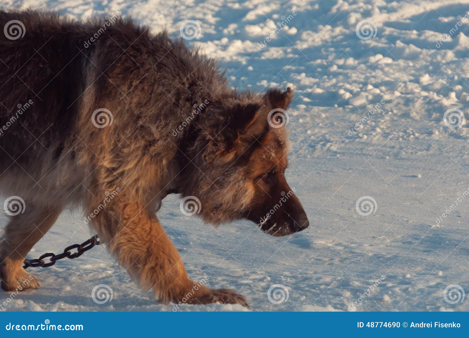 Dog walking on snow stock photo. Image of lonely, animal 48774690