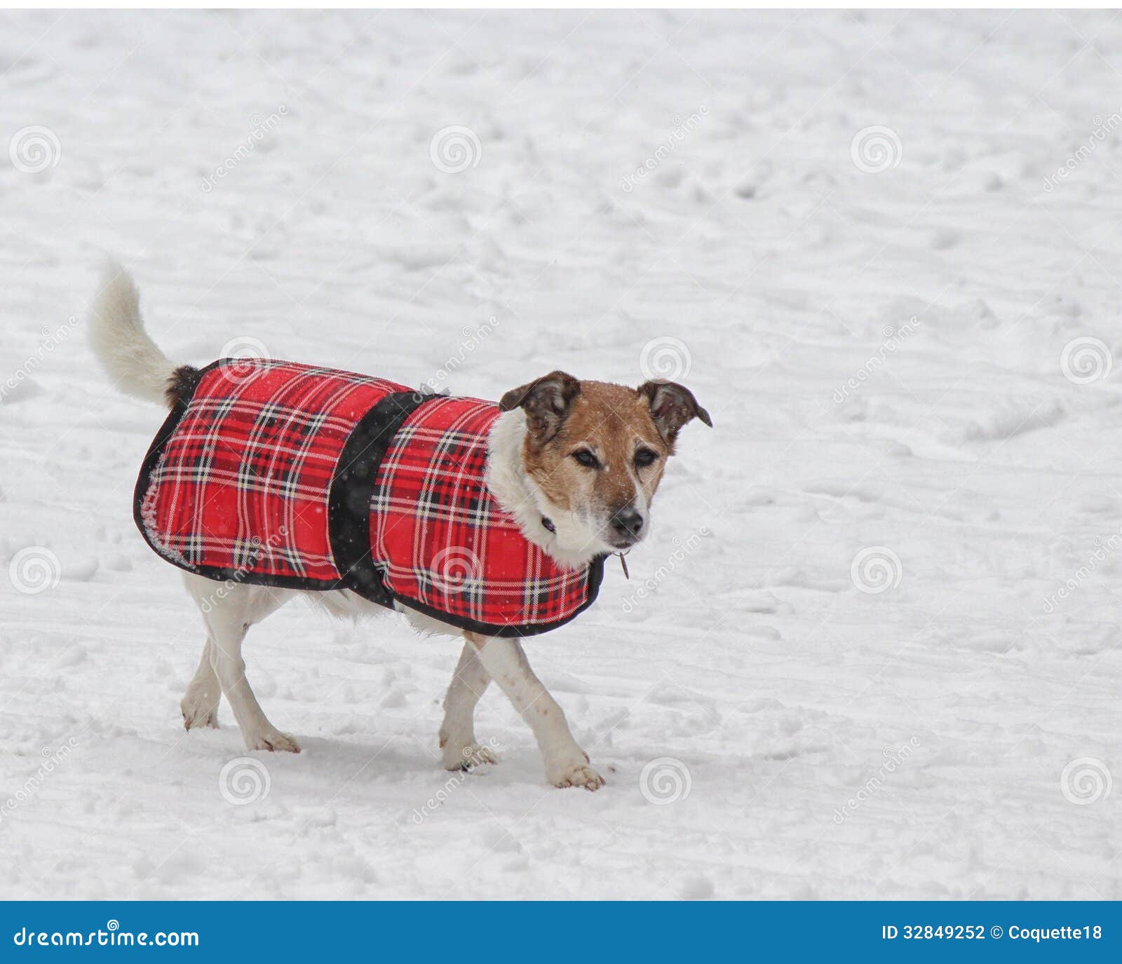 Dog walking in snow stock photo. Image of jacket, snow 32849252