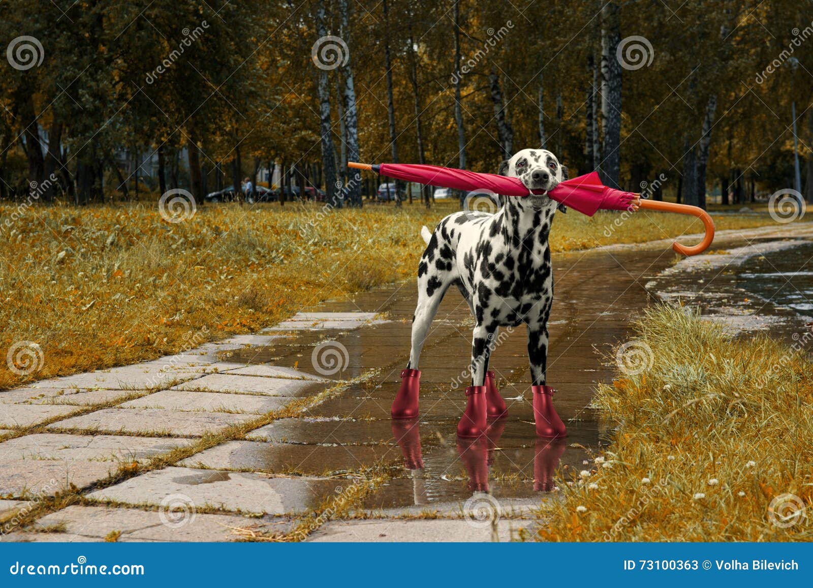 Dog Walking with Umbrella after Autumn Rain Stock Image Image of