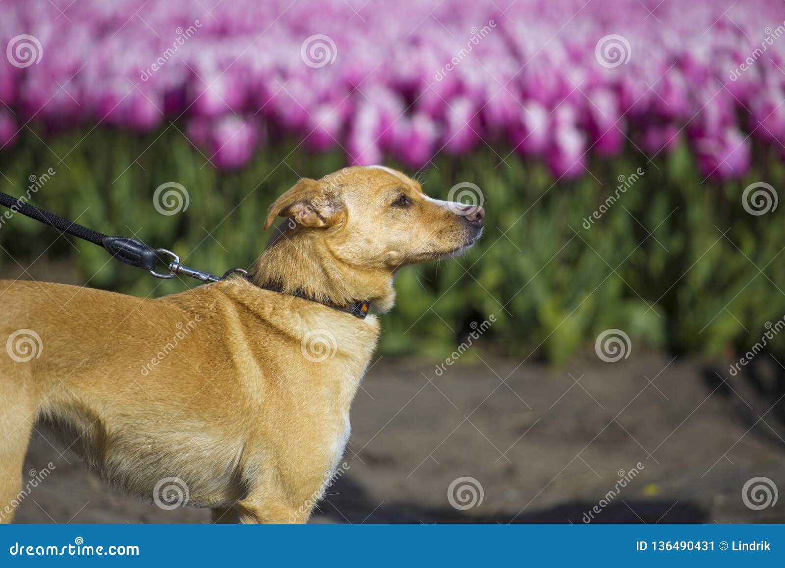 Dog walks in tulips stock image. Image of nature, dogs 136490431