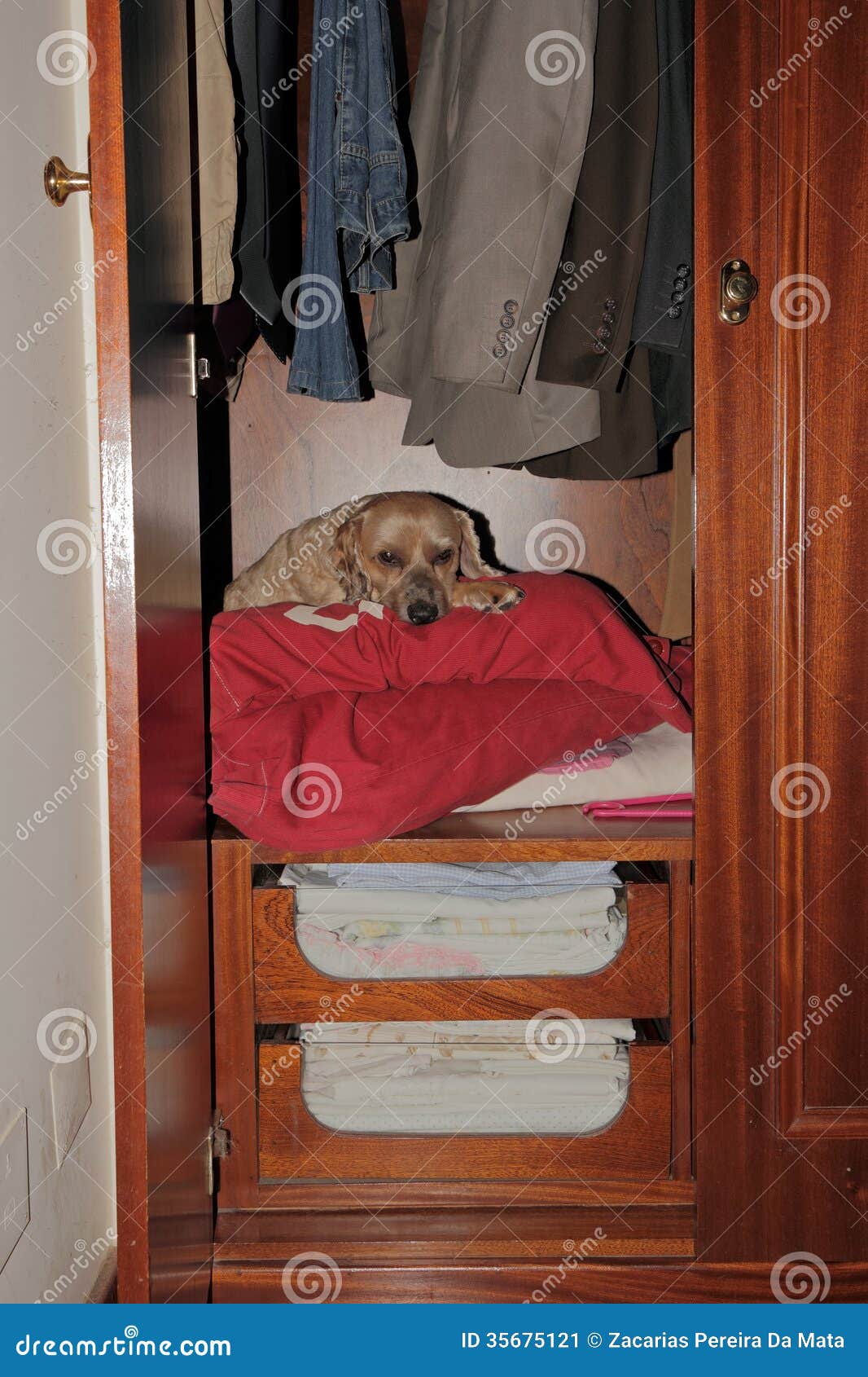 dog & wardrobe