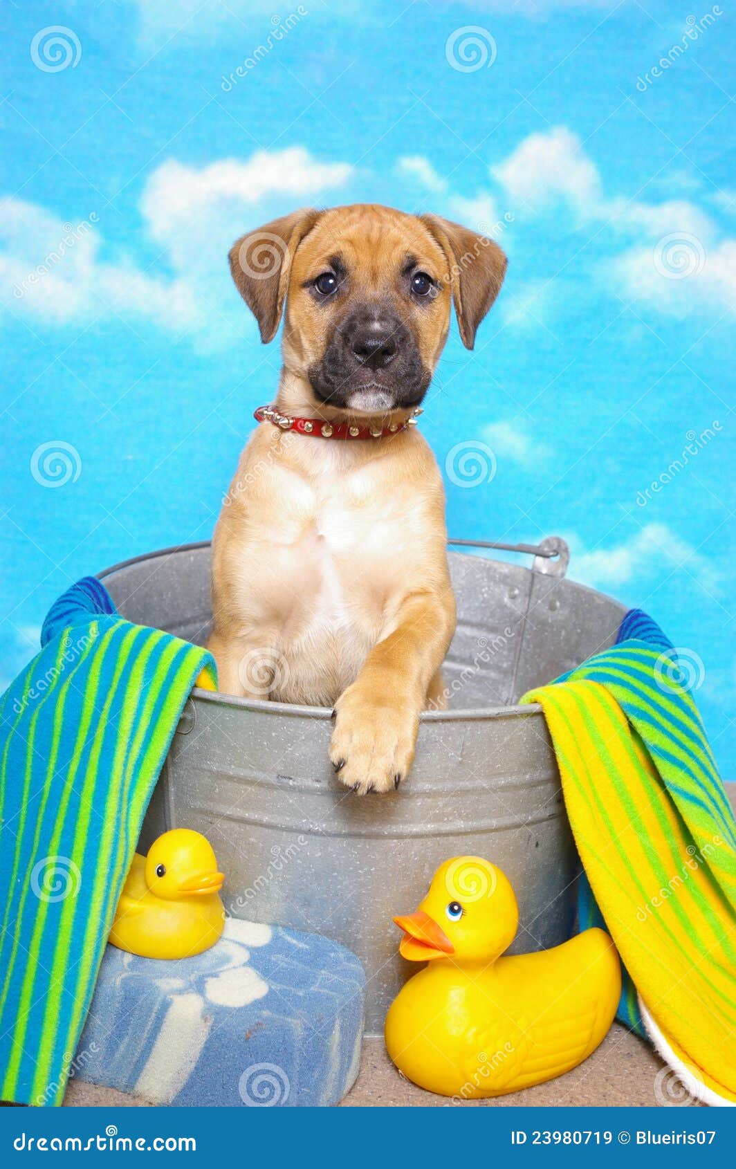 Dog in a Wash Tub stock image. Image of striped, basin 23980719