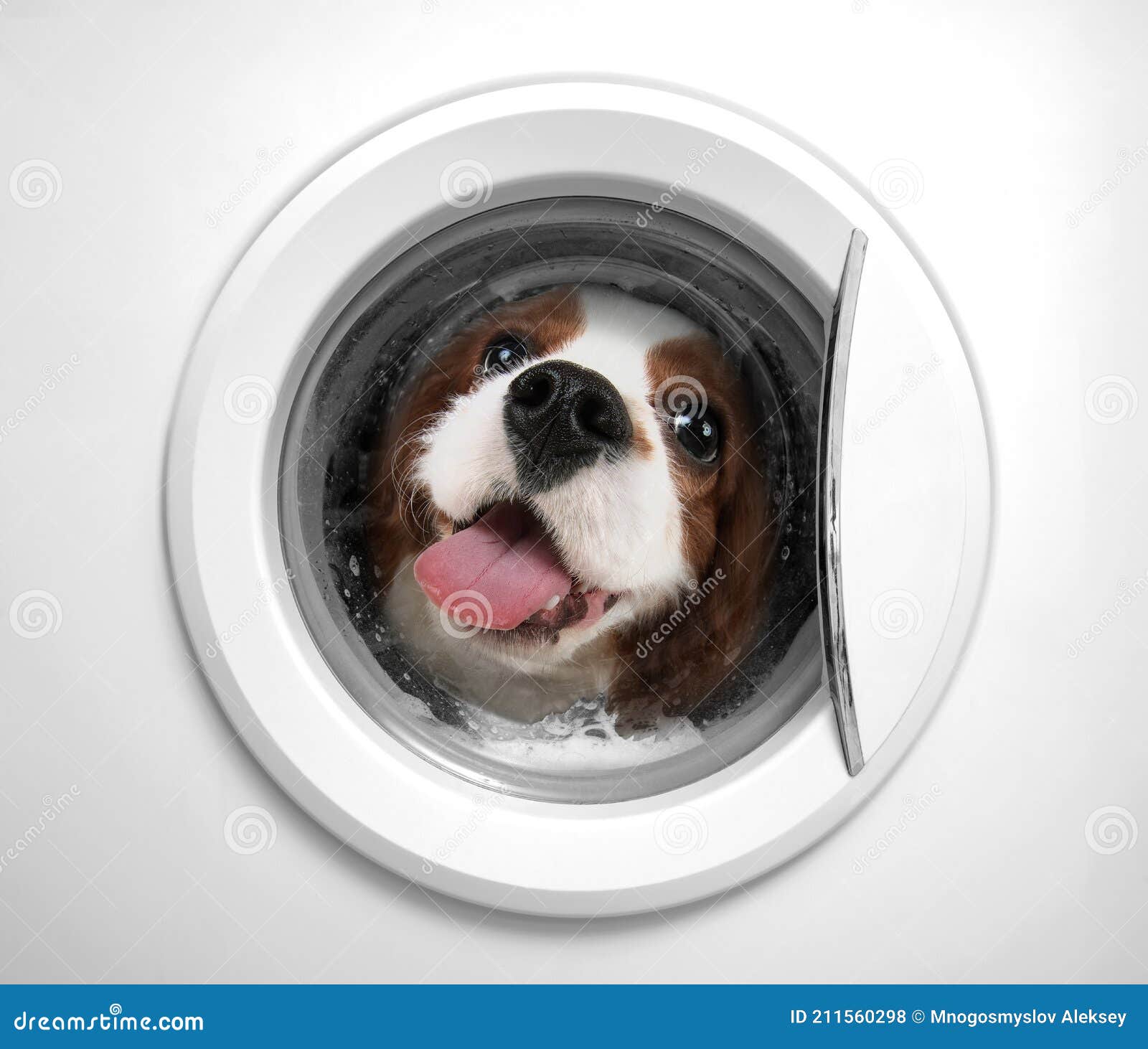 Dog Washed in Washing Machine Stock Photo Image of laundering