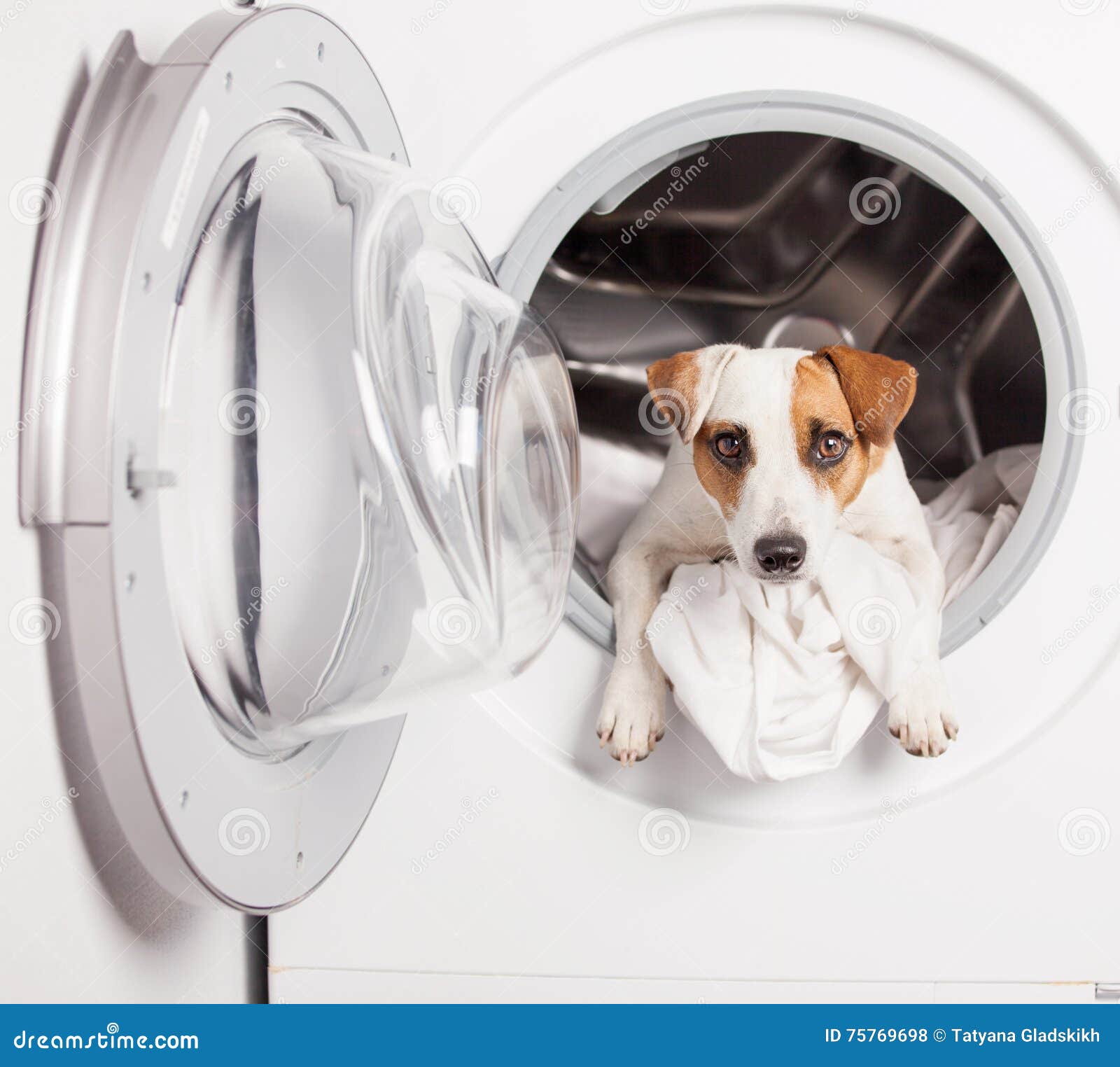 Dog in washer stock photo. Image of machine, washing  75769698