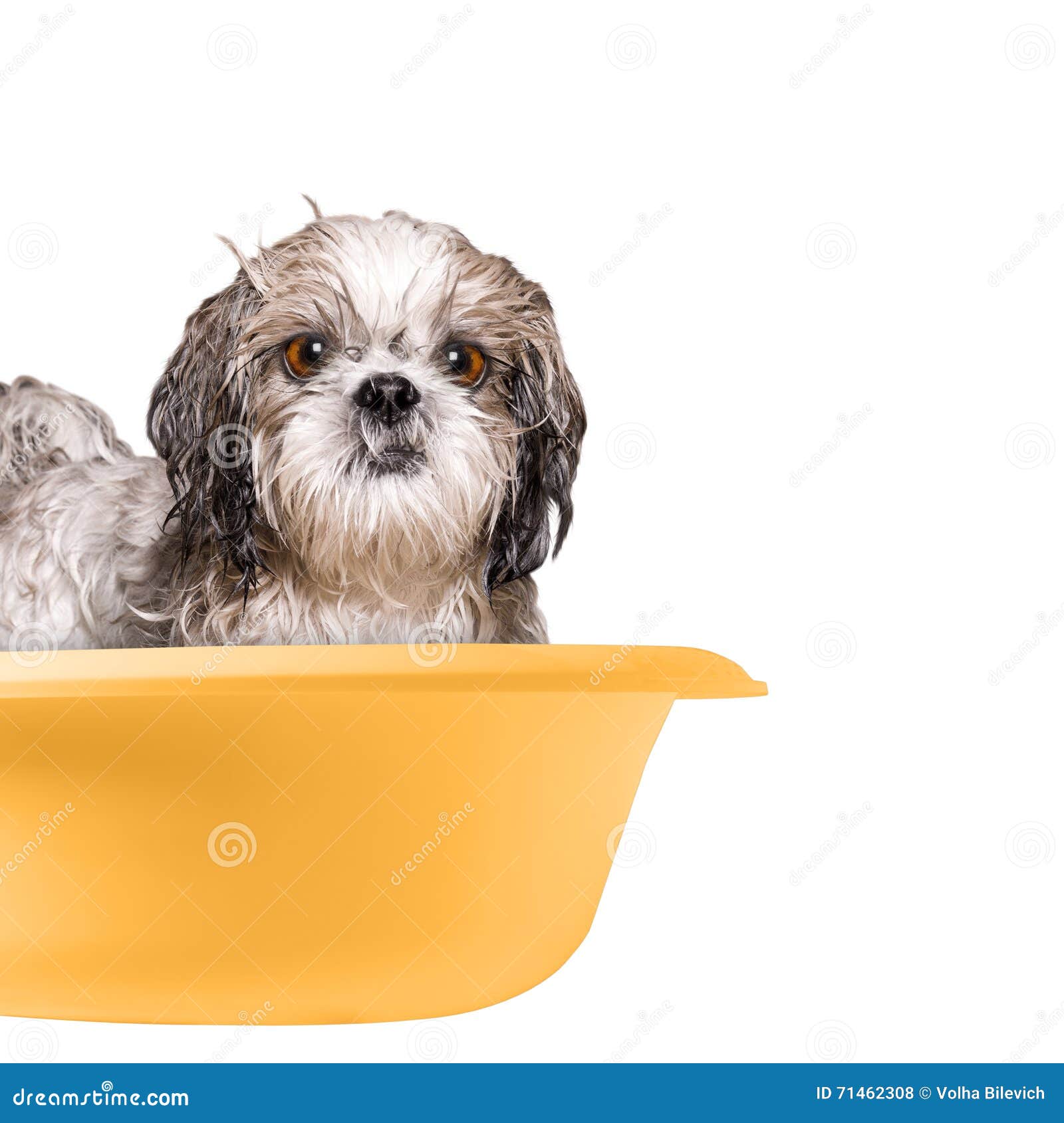 Dog washing in a basin stock photo. Image of small, bucket 71462308