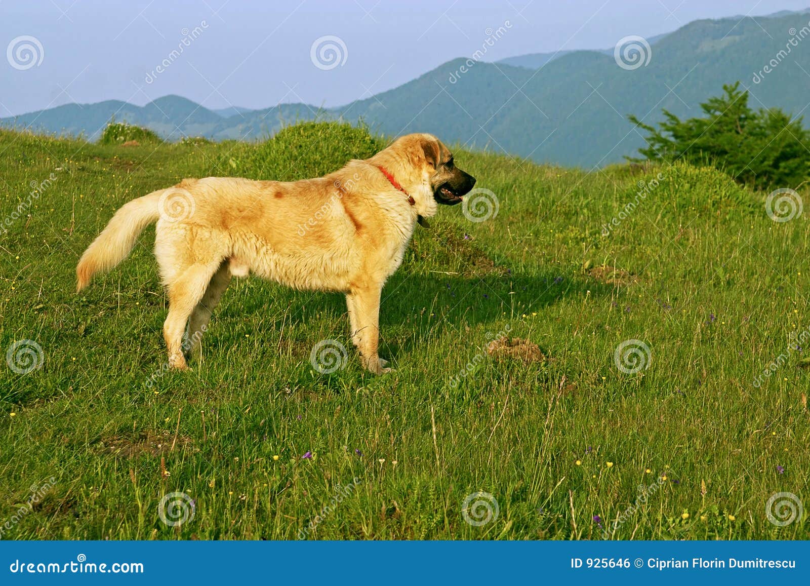 Dog watcher stock photo. Image of security, animal, friend 925646
