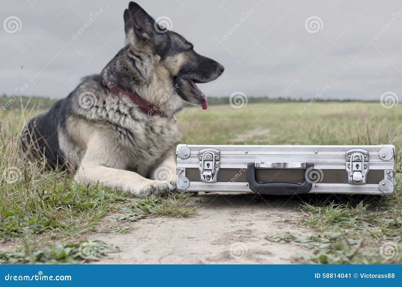 Dog Watching Briefcase stock image. Image of case, locked 58814041