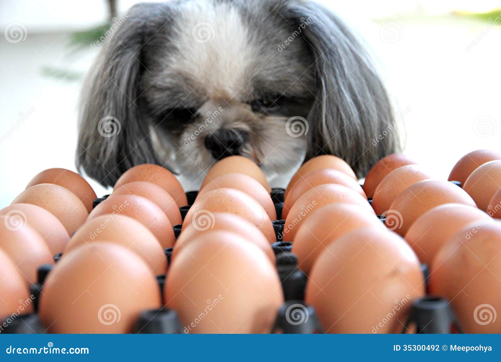 The Dog watching egg. stock photo. Image of yolk, oval 35300492