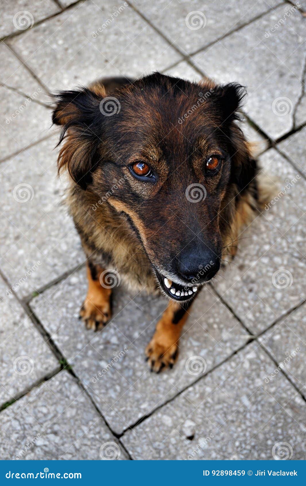 Dog is watching at me stock image. Image of mammal, rural 92898459