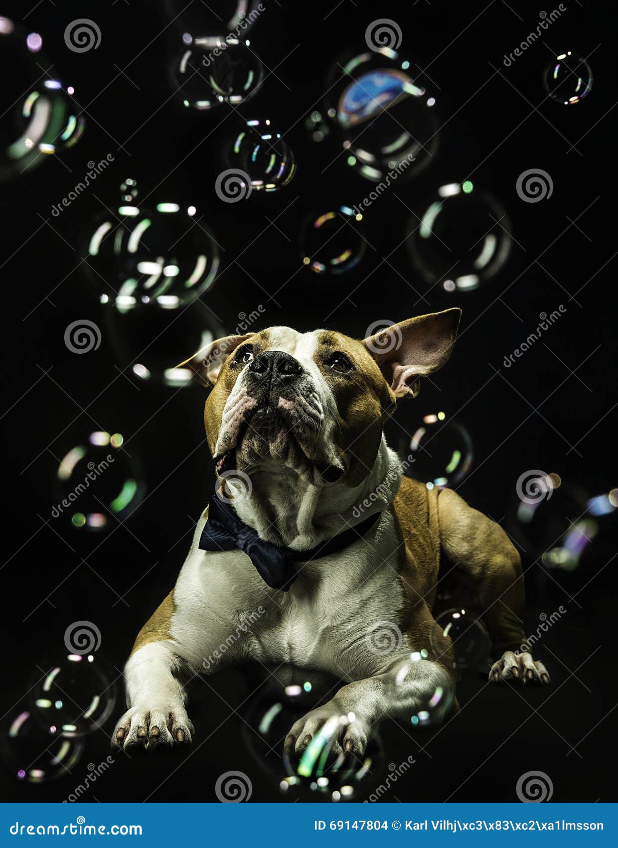 Dog watching soap bubbles stock photo. Image of beautiful 69147804