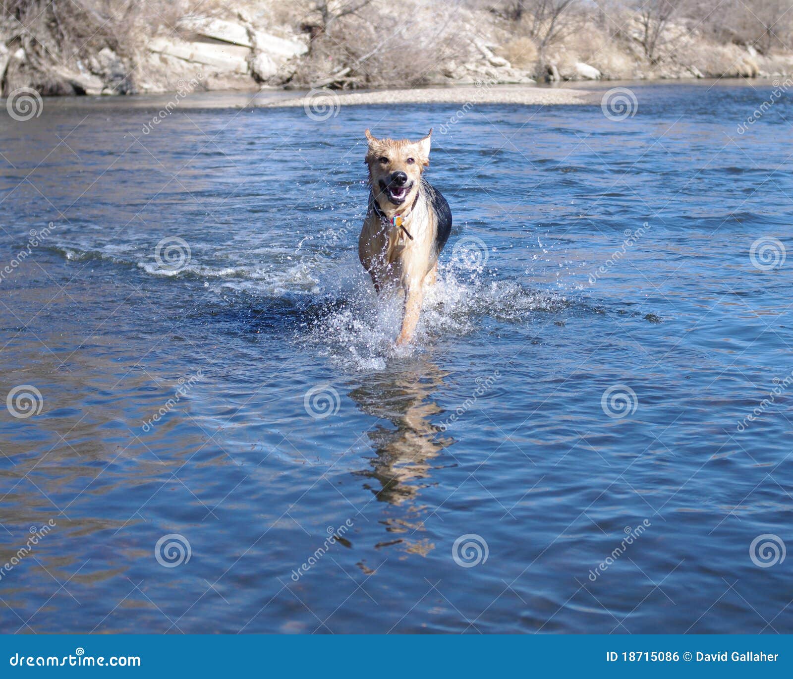 Dog in water stock photo. Image of splash, lake, playing 18715086