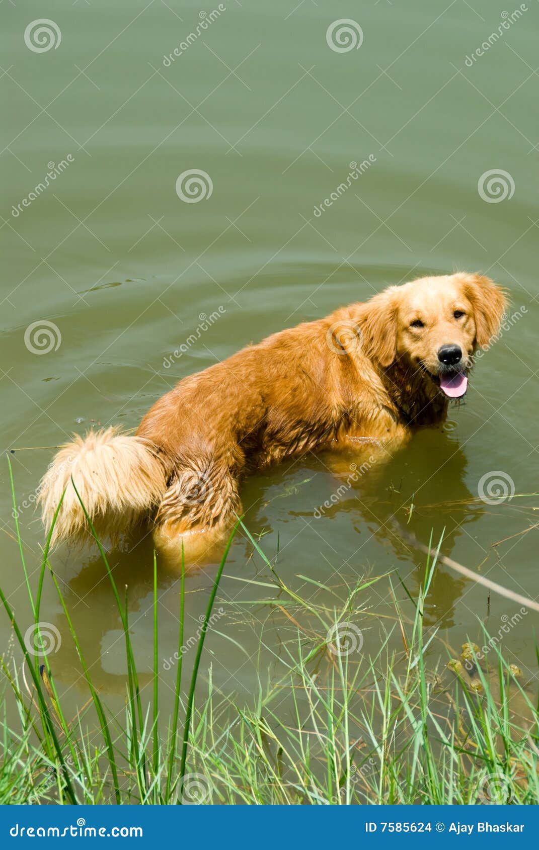 Dog in water stock photo. Image of happy, friend, fetching 7585624