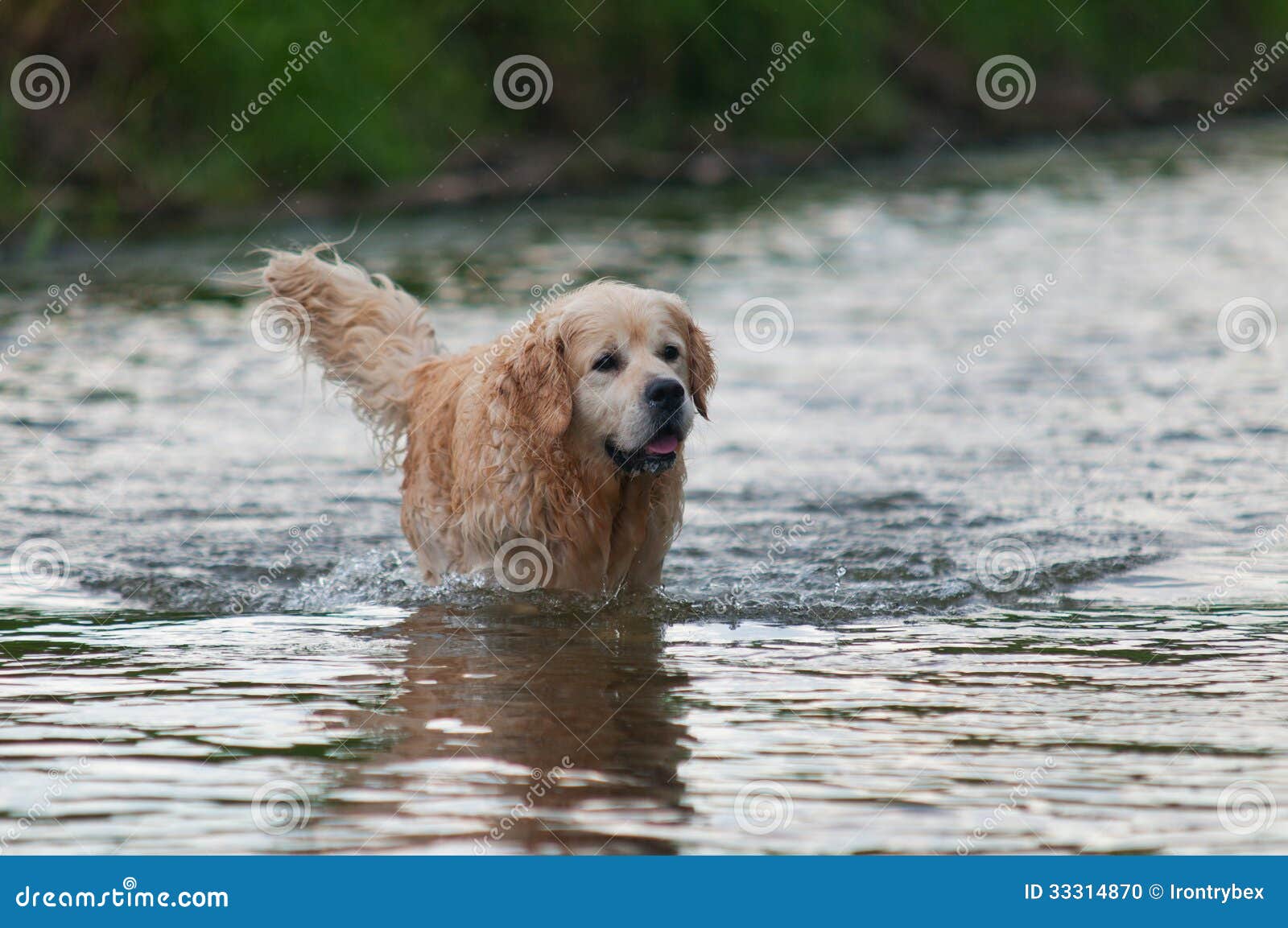 Dog in water stock photo. Image of yellow, blanc, splashing 33314870