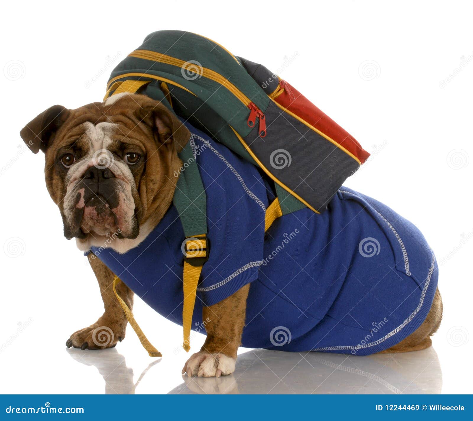 Dog Wearing Backpack Royalty Free Stock Images - Image ...