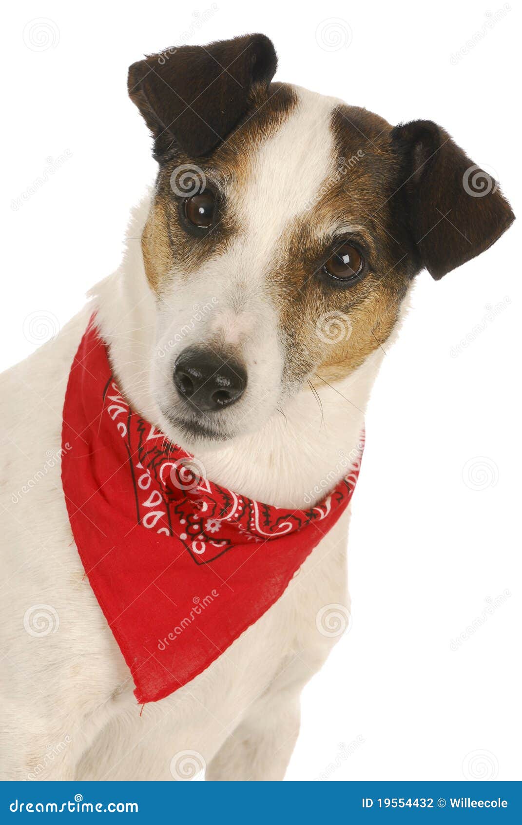 Dog wearing bandanna stock photo. Image of alert, pedigreed 19554432
