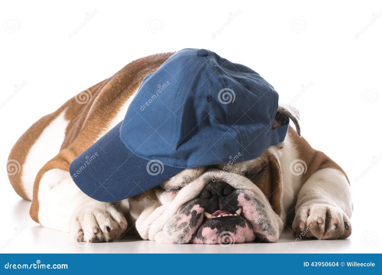 Dog Wearing Baseball Cap Stock Photo - Image: 439506041300 x 954