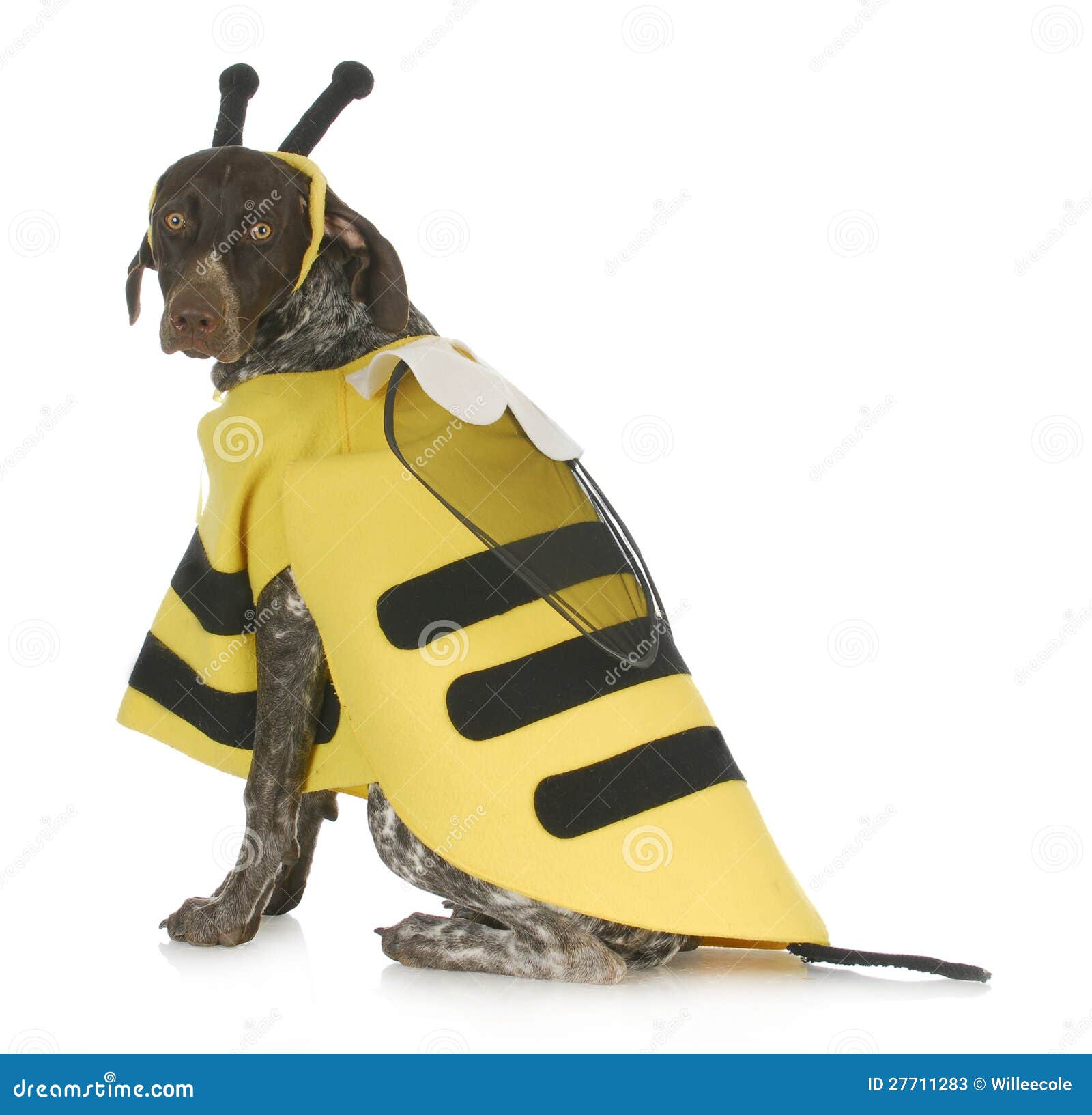 Dog wearing bee costume stock image. Image of dressed 27711283