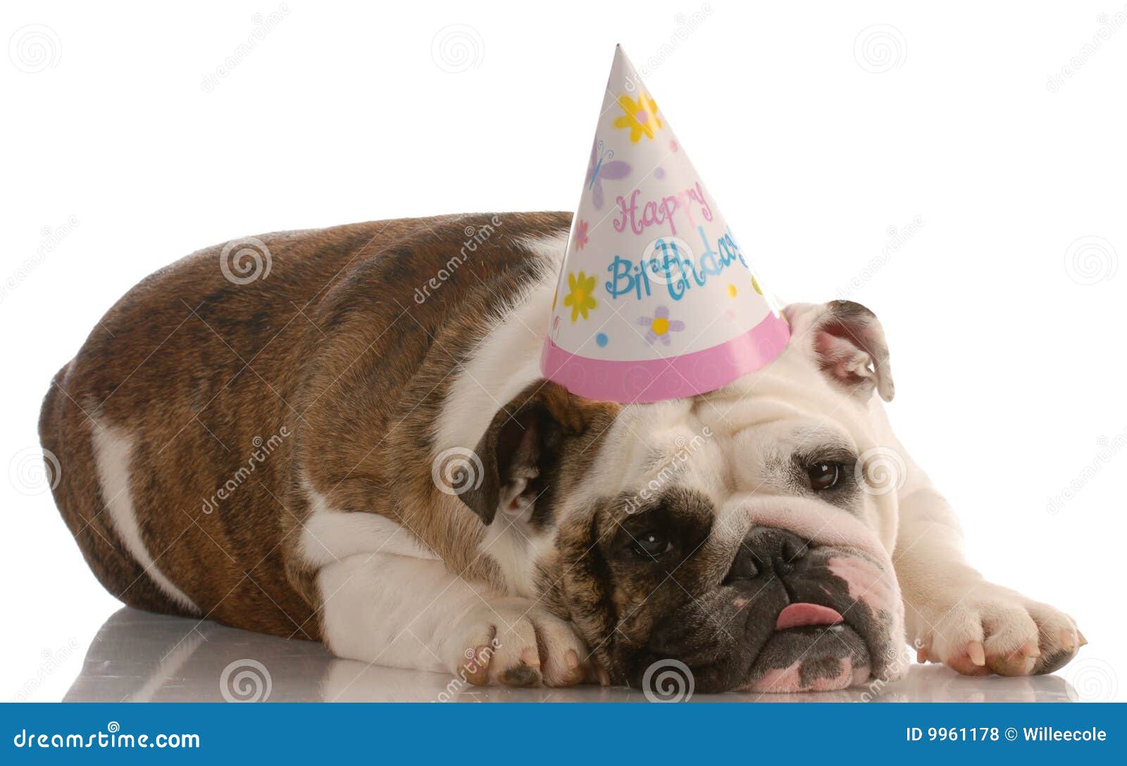 Dog wearing birthday hat stock photo. Image of emotional 9961178