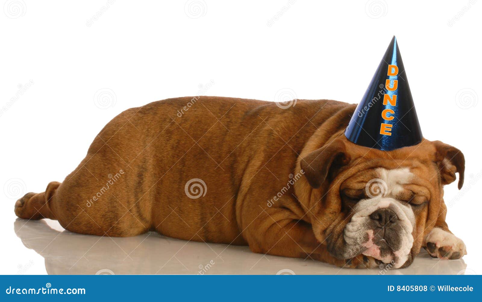 Dog Dunce Cap Stock Photos - Free & Royalty-Free Stock Dog Dunce Cap Stock Photos - Free & Royalty-Free Stock