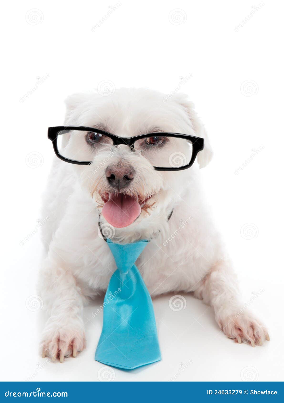 Dog wearing eye glasses stock image. Image of happy, intelligence