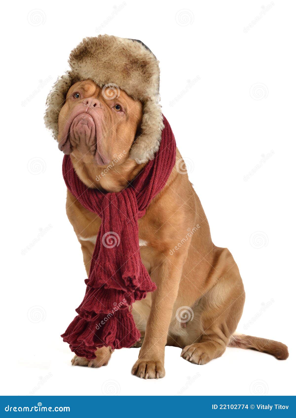 Dog Wearing Fur Cap with Ear Flaps and a Scarf Stock Photo Image of