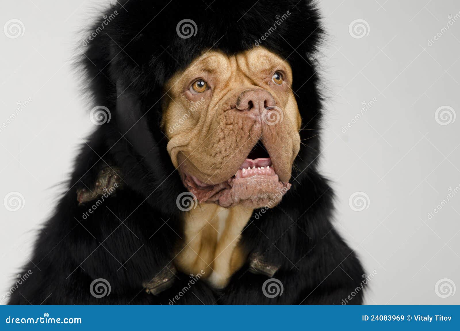 Dog Wearing Fur Coat and Cap with Ear Flaps Stock Image Image of