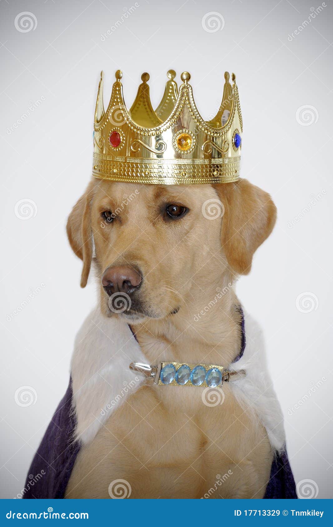 Dog Wearing Kings Crown Royalty Free Stock Images - Image: 17713329