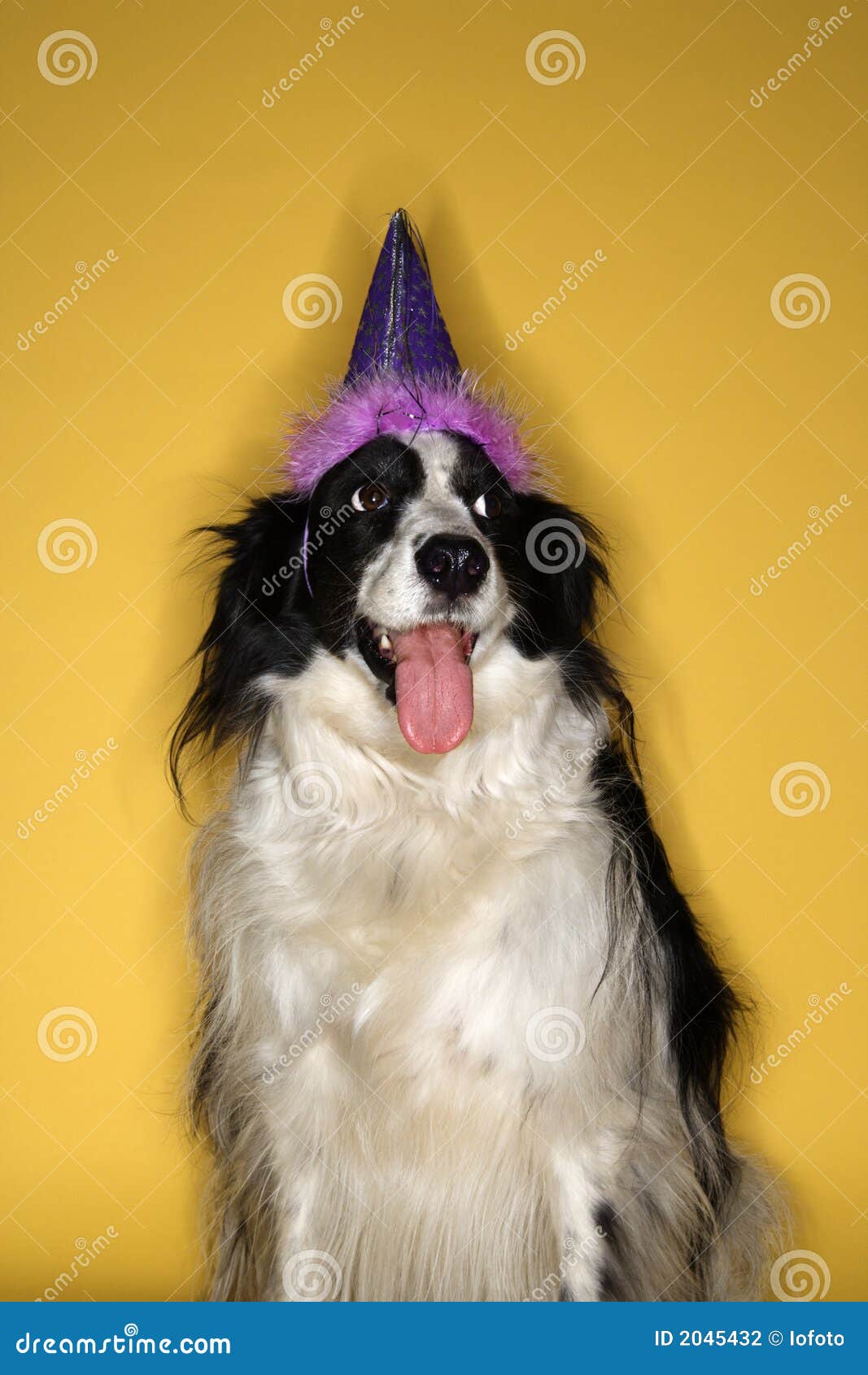 Dog wearing party hat. stock photo. Image of celebrate 2045432