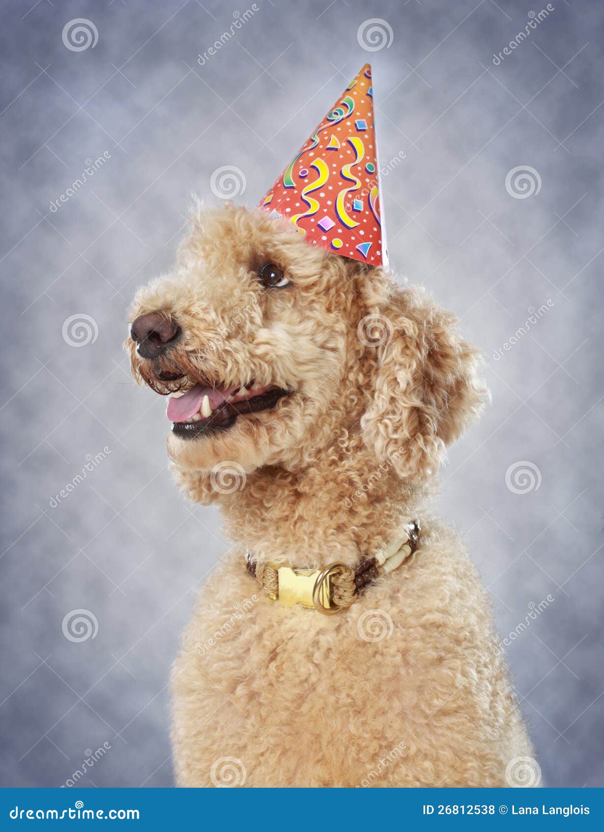 Dog wearing party hat stock photo. Image of party, royal 26812538