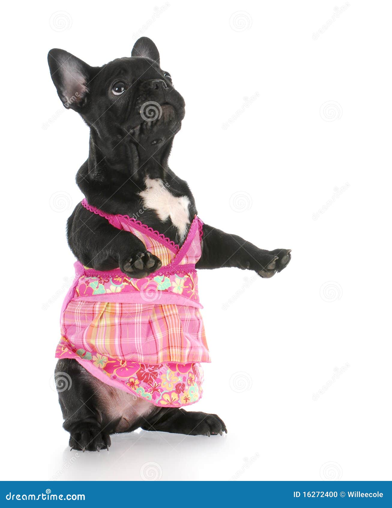 Dog wearing pink dress stock photo. Image of puppy, adorable 16272400