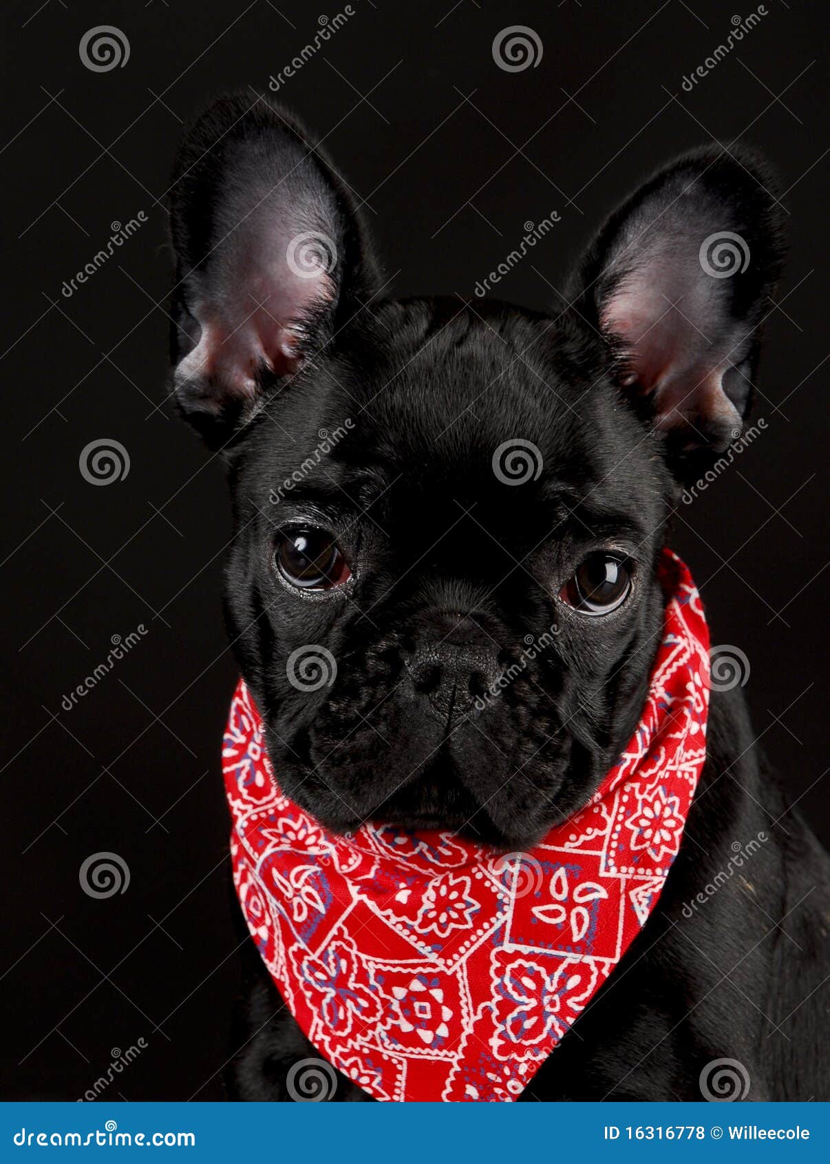 dog wearing red bandanna