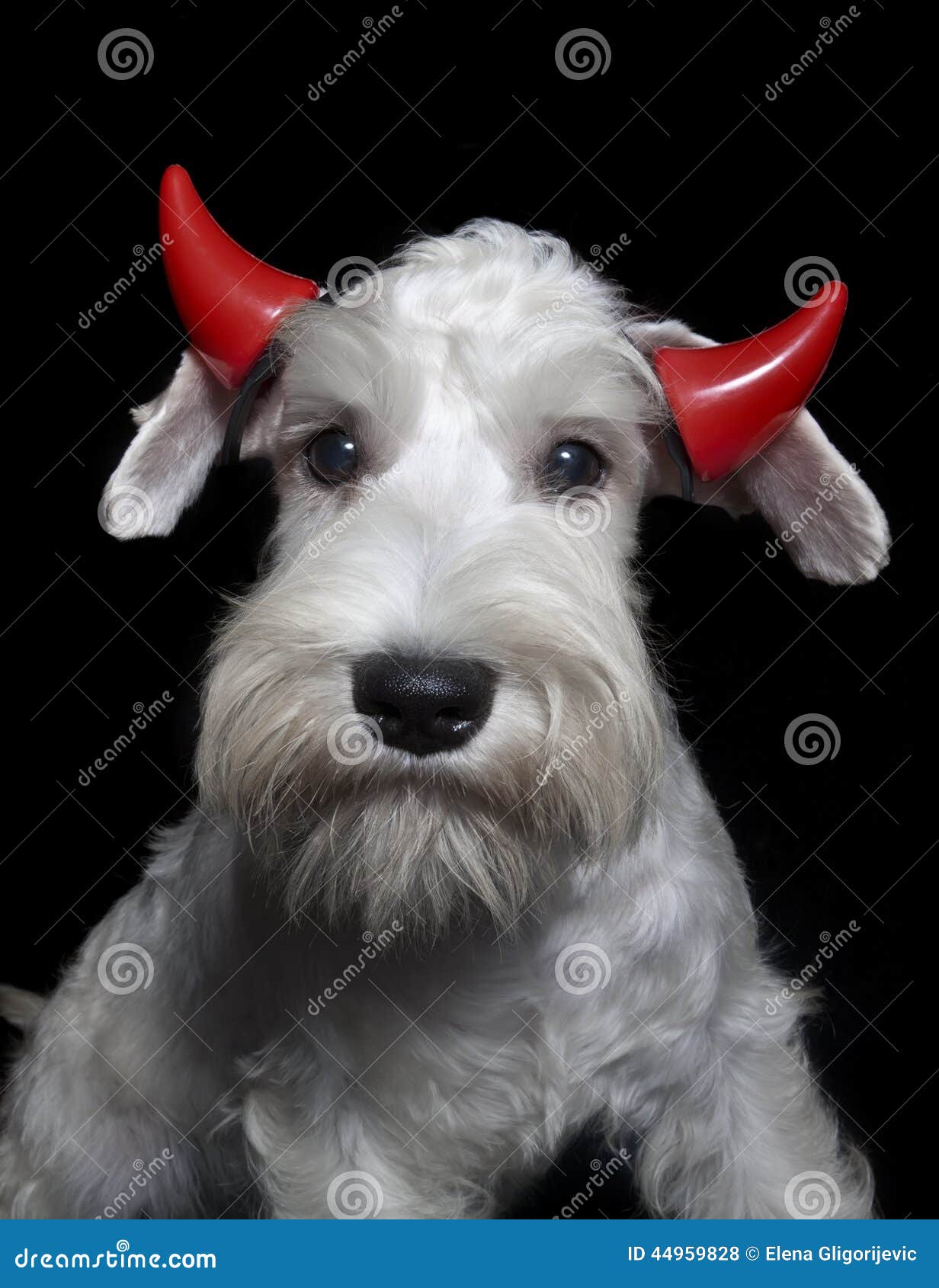 Dog Wearing Red Devil Horns Stock Photo Image of costume, furry 44959828