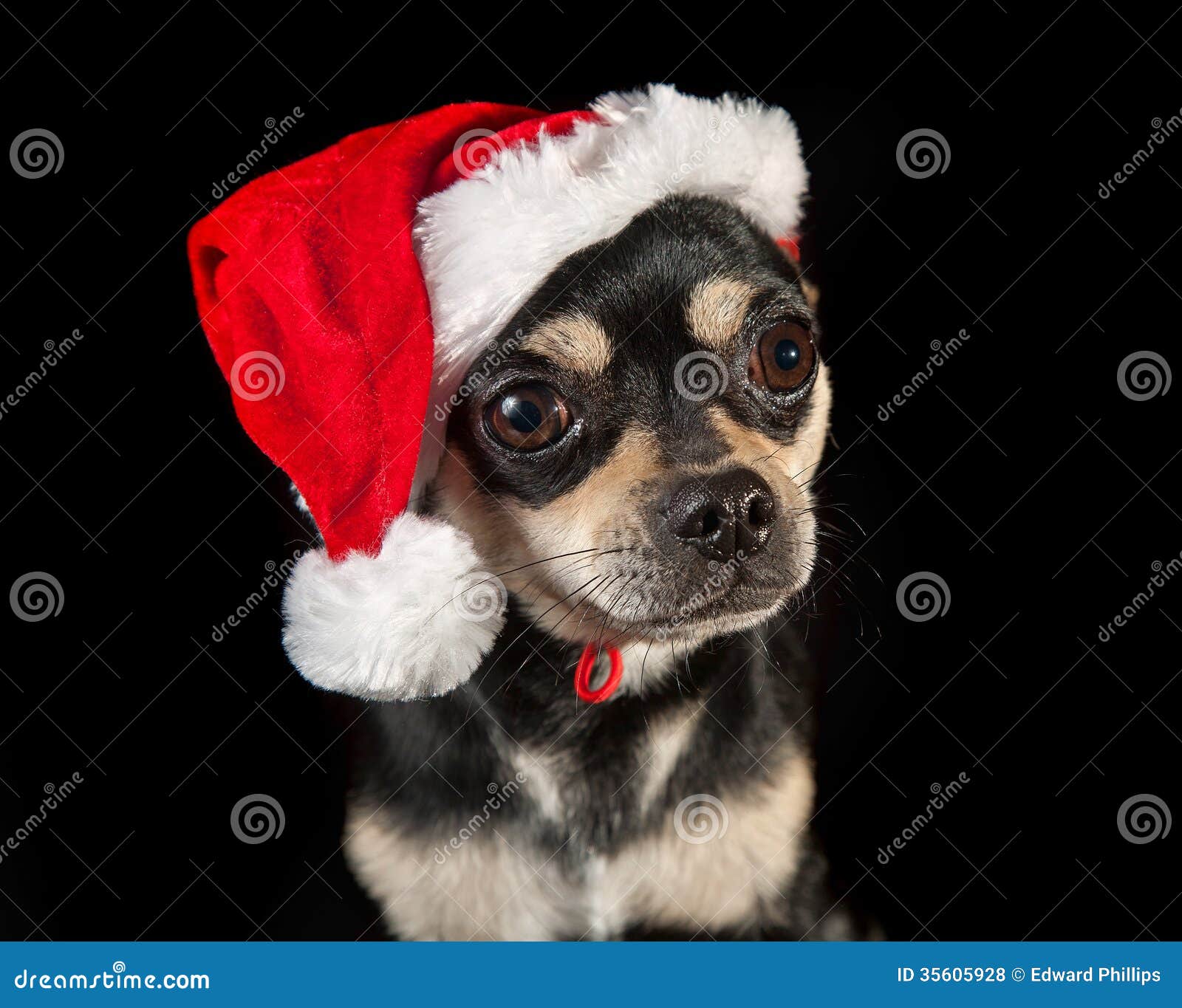 Dog wearing a Santa hat stock photo. Image of terrier 35605928