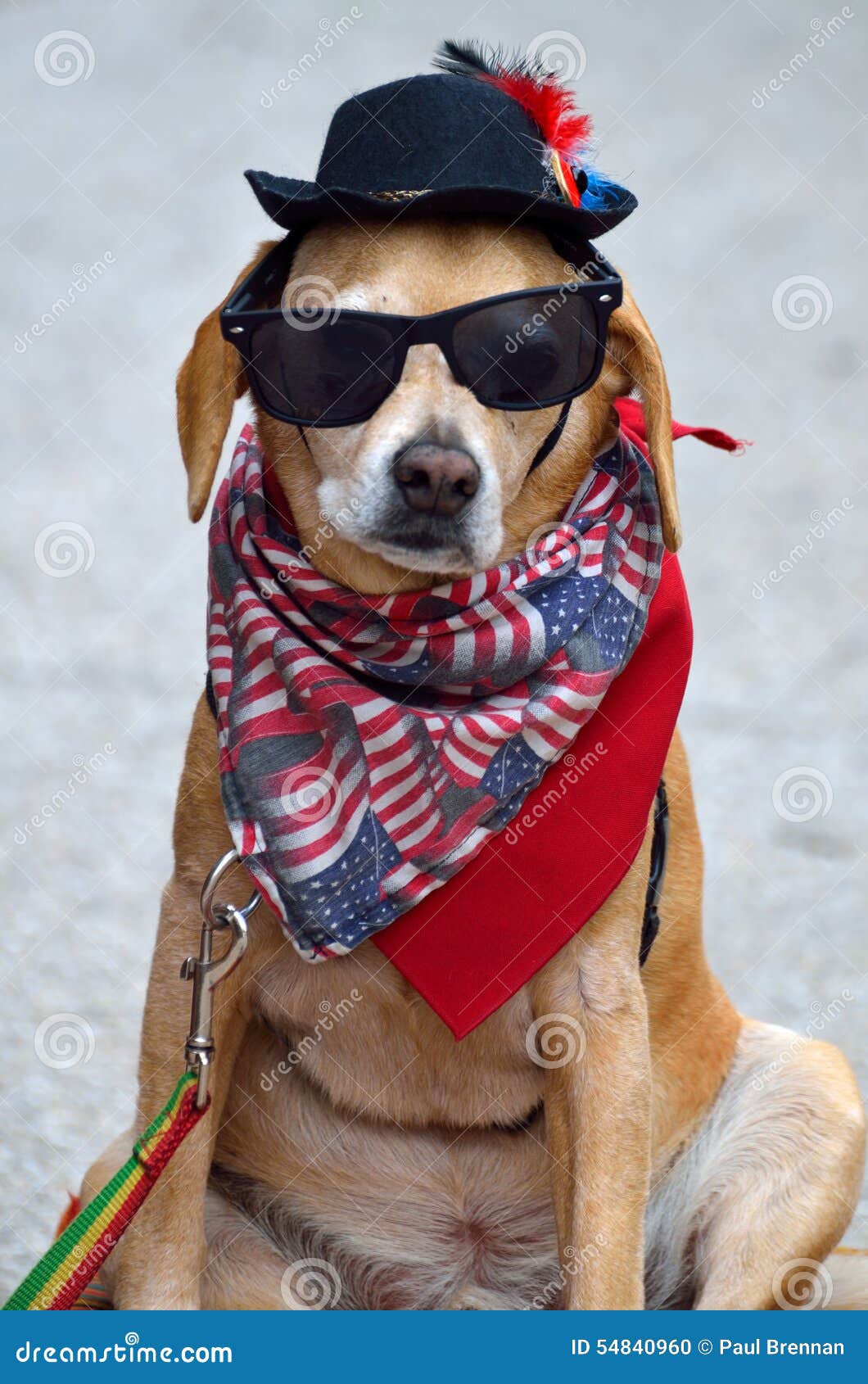 dog wearing sunglasses and hat