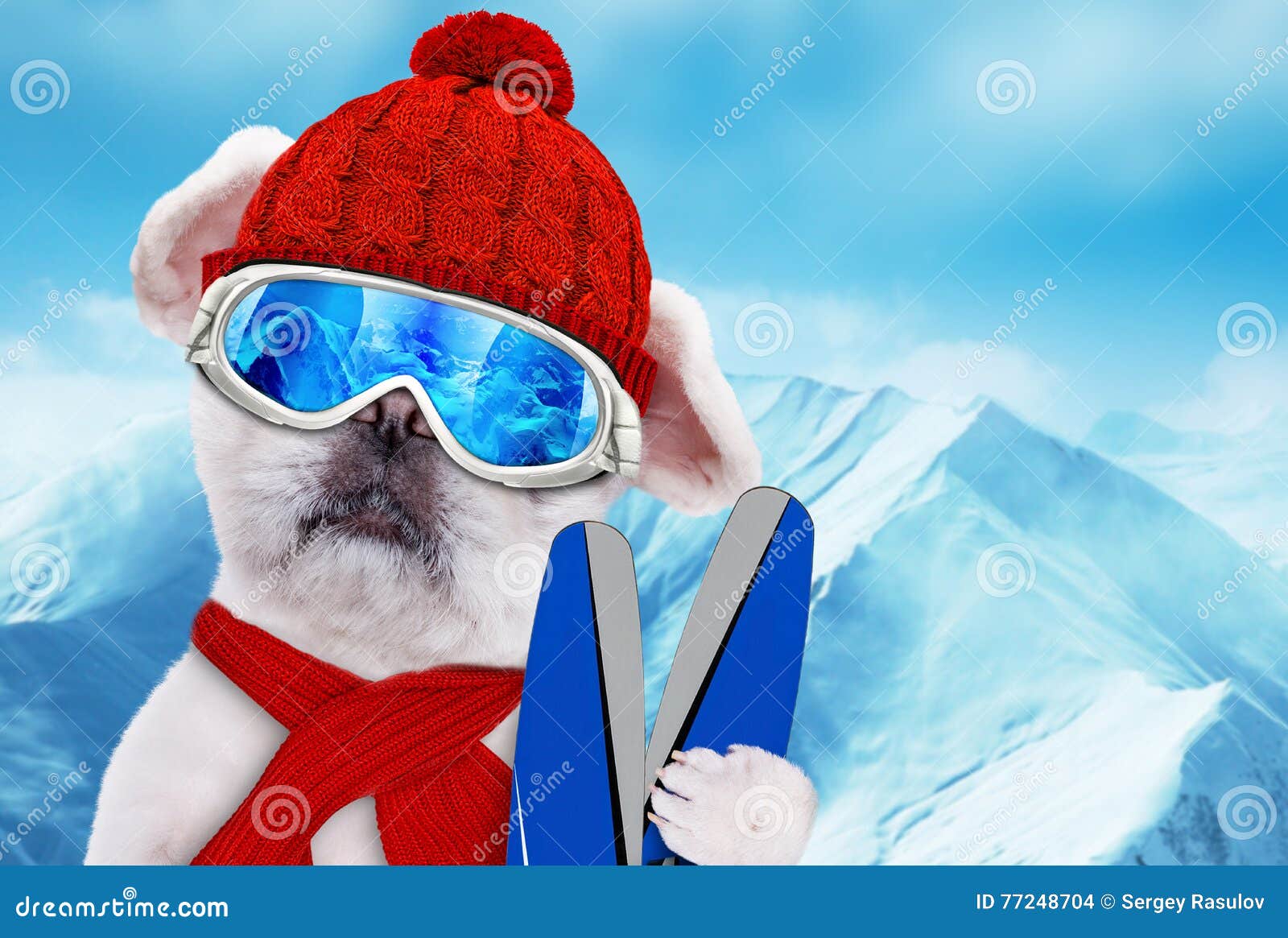 Dog wearing ski goggles . stock photo. Image of nature 77248704