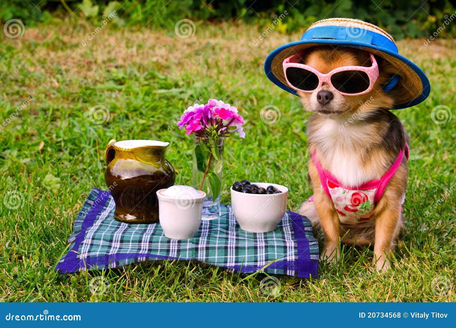 dog wearing sunglasses and hat