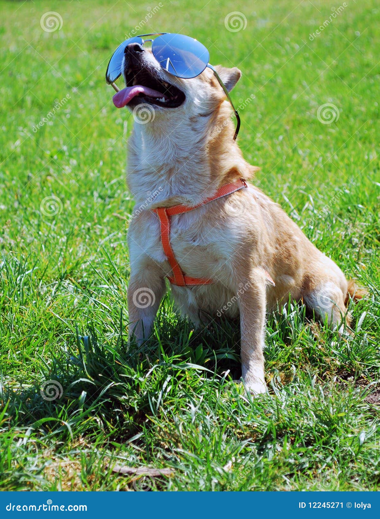 Dog wearing sunglasses stock image. Image of collar, color 12245271