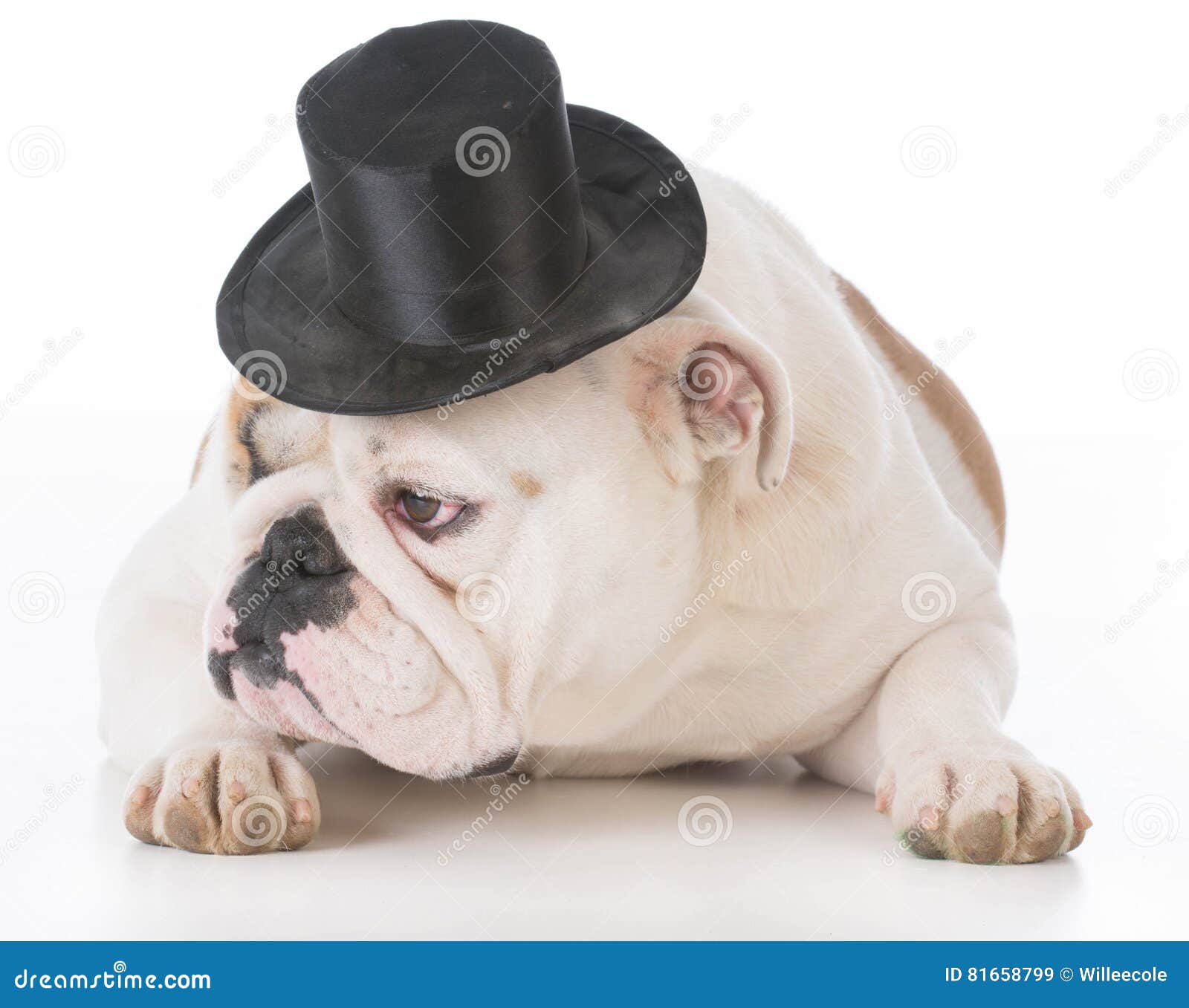 Dog wearing top hat stock image. Image of bulldog, isolated 81658799